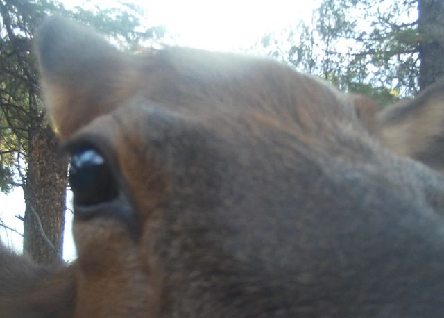 Trail camera photo