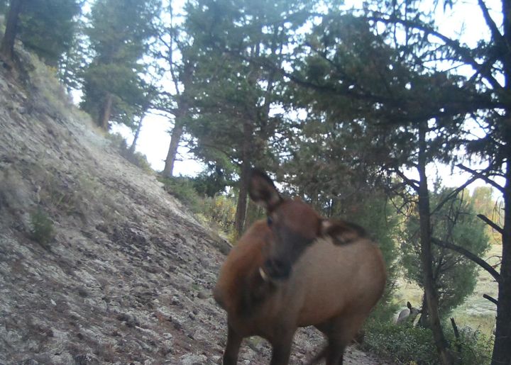 Trail camera photo