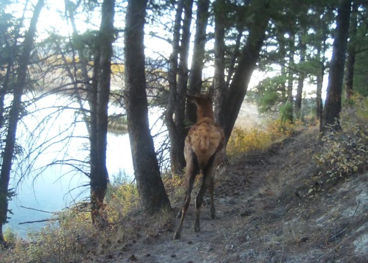 Trail camera photo
