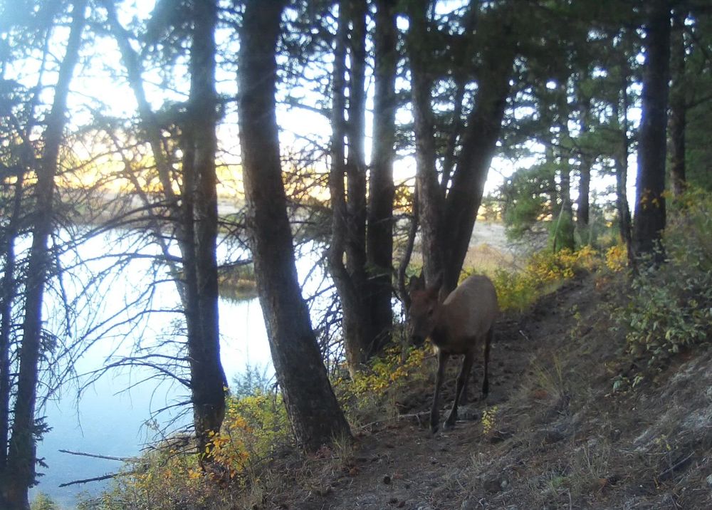 Trail camera photo