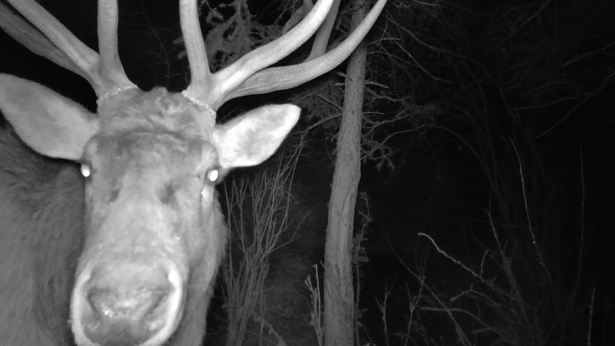 Trail camera photo
