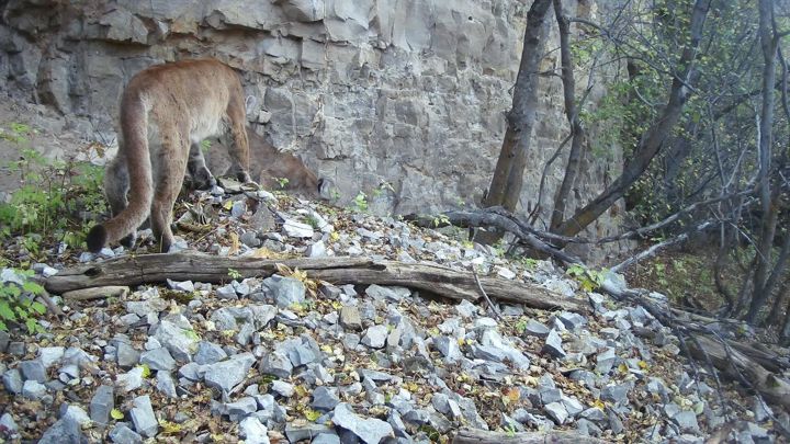 Trail camera photo